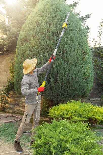 Seasonal Cleanup (Spring/Fall) in Taft, CA